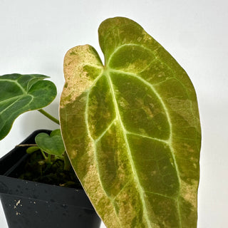Anthurium 'Arnold Schwarzenegger' x self [#2087]
