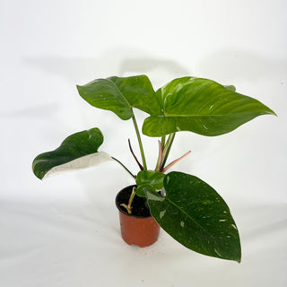 Philodendron 'White Princess' (Non-TC) [#1625]