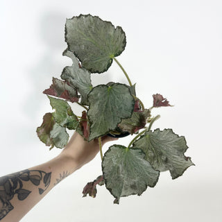 Begonia 'Madhatter' [#2129]