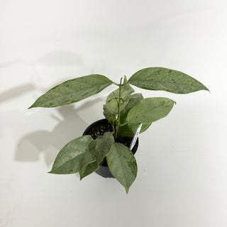 Hoya coriacea (silver) [#2021]