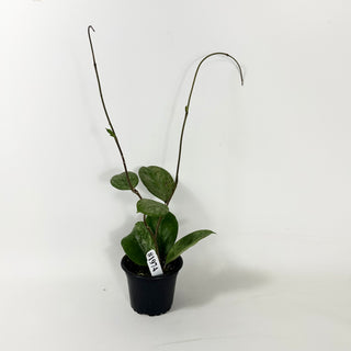 Hoya 'Michele' (Splash/Silver) [#1974]