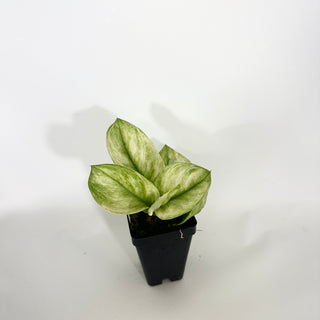 Z-4745 - Scindapsus treubii 'Moonlight Mint'