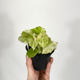 Begonia conchifolia var. rubrimacula variegata [#1467]