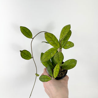 Hoya finlaysonii ‘Alesia’ [#1750]