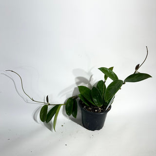 Z-5054 - Hoya vangviengiensis