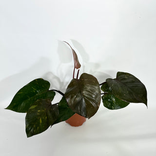 Philodendron 'Orange Princess' (Non-TC)  [#1159]