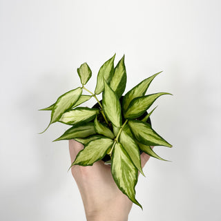 Hoya polyneura (inner variegated) [#2124]