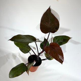 Z-4890 - Philodendron 'Orange Princess' (Non-TC)