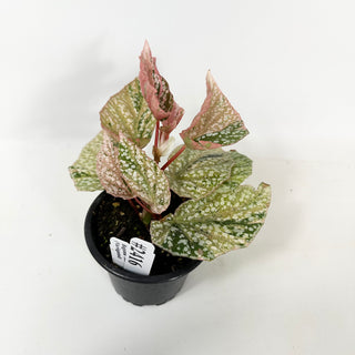 Begonia 'Snow Capped' (Variegated) [#2416]