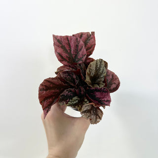 Begonia 'Snowberry' [#2099]