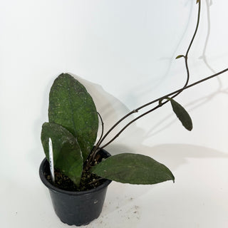 Hoya peninsularis [#2188]