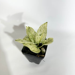 Z-4875 - Scindapsus pictus ‘Mangurai’ variegated