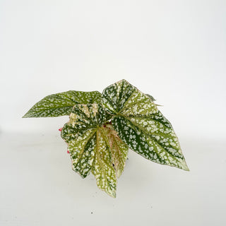 Begonia 'Snow Capped' (Variegated) [#2048]