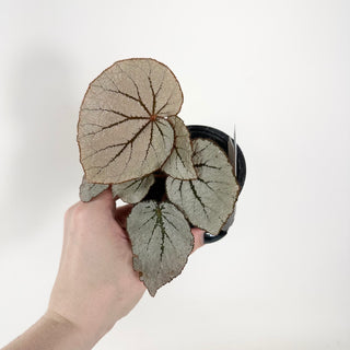 Begonia 'Rice Paper' [#1912]