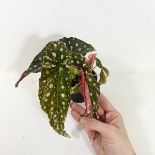 Begonia maculata (Variegated) [#2093]