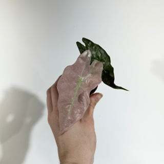Alocasia 'Polly' (pink mint) [#1940]