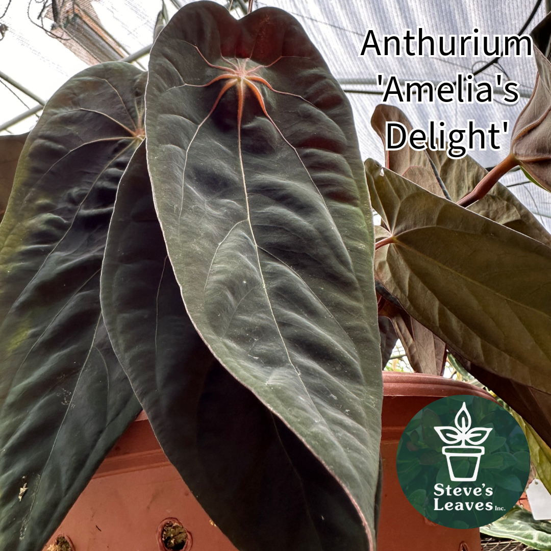 big leaf anthurium Anthurium 'Big Bertha' x 'Amelia's Delight'