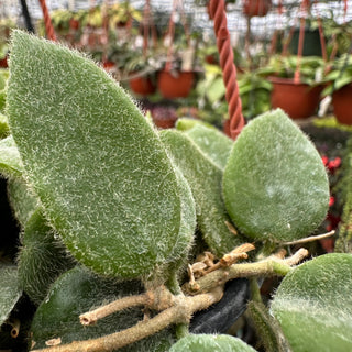 Hoya thomsonii