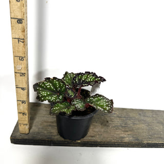 Begonia 'Fairytale' [#2172]