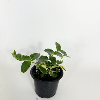 Hoya cumingiana albo-marginata [#2303]