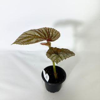 Z-4843 - Begonia brevirimosa (Silver Form)
