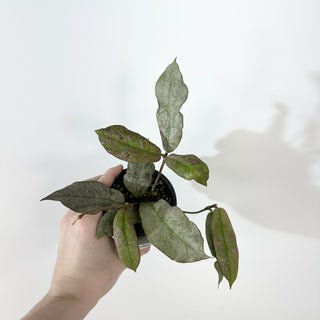 Hoya mitrata (silver) [#2365]