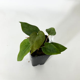 Anthurium Wu papillilaminum x 'Arnold Schwarzenegger' [#1675]