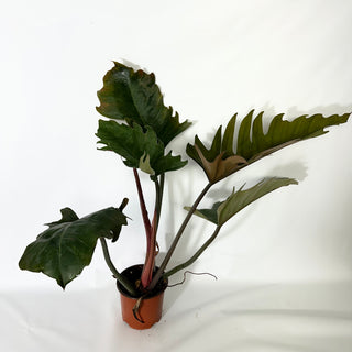 Philodendron 'Pluto' (Non-TC) [#1685]