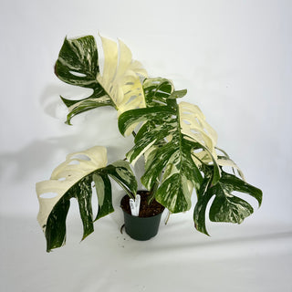 Z-4431 - Monstera deliciosa var. borsigiana albo-variegata