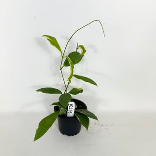 Hoya pimenteliana (outer variegated) [#2296]