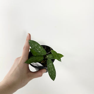 Hoya sungwookii [#1645]