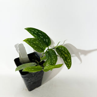 Z-5145 - Scindapsus pictus (Green Form Hassk)