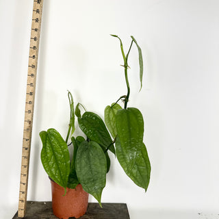 Z-5319 - Anthurium sp. 'Limon' - 5.5" Pot