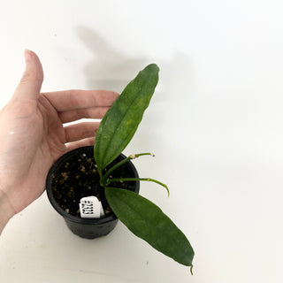 Hoya medinillifolia [#2323]