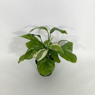 Z-4601 - Monstera lechleriana variegated