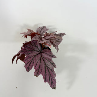 Begonia 'Lamoon' [#2103]