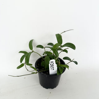 Hoya yuennanensis [#2037]