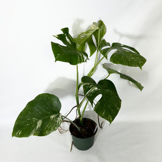 Monstera deliciosa var. borsigiana albo-variegata [#1523]
