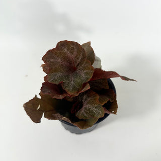 Begonia 'Robin' [#2050]