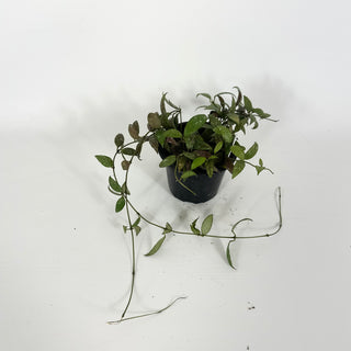 Hoya lacunosa (Durian Perangin) [#2231]