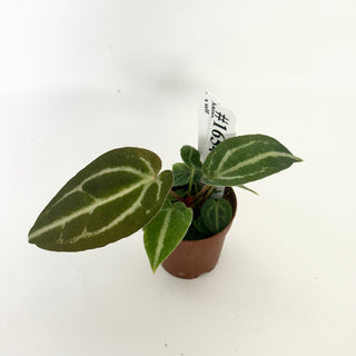 Anthurium 'Blue Velvet' x self - 3 Seedlings [#1654]