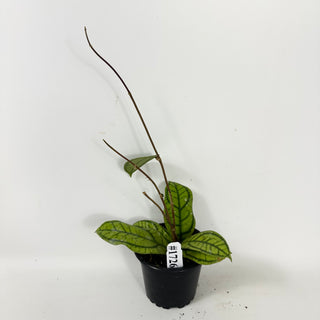 Hoya callistophylla 'Vena' [#1726]