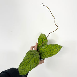 Hoya meredithii [#2295]