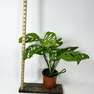 Monstera esqueleto [#2345]