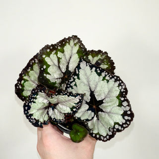 Begonia 'Dolce Vita' [#2129]