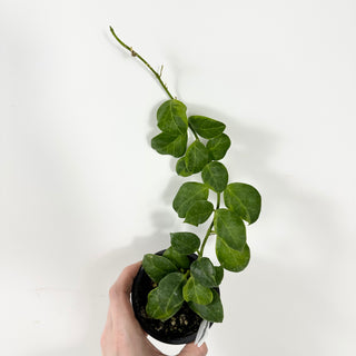 Hoya obscura (outer variegated) [#2332]