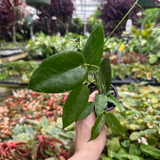 Hoya onychoides