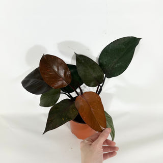 Philodendron 'Orange Princess' (Non-TC) [#1495]