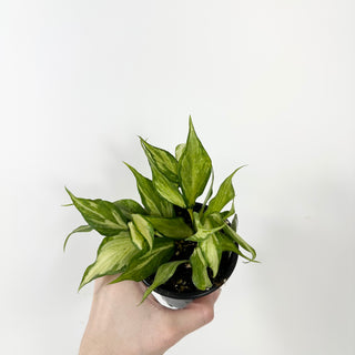 Hoya polyneura (inner variegated) [#2384]