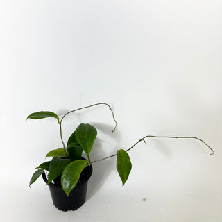 Z-5229 - Hoya persiciana